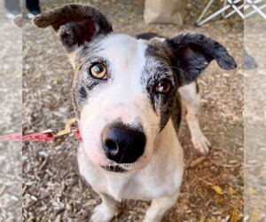 Pembroke Welsh Corgi-Unknown Mix Dogs for adoption in Canton, CT, USA