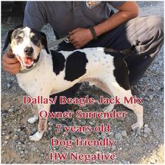 Bogle Dogs for adoption in Williston, VT, USA