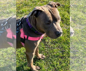 American Staffordshire Terrier Dogs for adoption in Sayreville, NJ, NJ, USA
