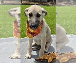 German Shepherd Dog-Unknown Mix Dogs for adoption in Royal Palm Beach, FL, USA