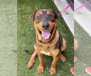 German Shepherd Dog-Unknown Mix Dogs for adoption in Fayetteville, NC, USA