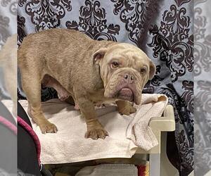 French Bulldog Dogs for adoption in Modesto, CA, USA