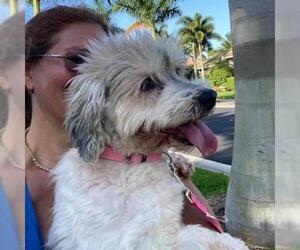 Havanese Dogs for adoption in Plantation, FL, USA