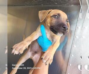 Labrador Retriever-Unknown Mix Dogs for adoption in San Antonio, TX, USA