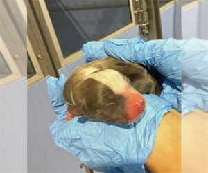 Medium Photo #1 Chihuahua Puppy For Sale in San Bernardino, CA, USA