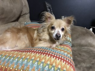 Pomeranian-Unknown Mix Dogs for adoption in Lorain, OH, USA