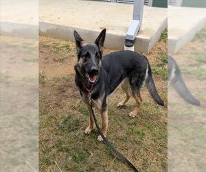 German Shepherd Dog Dogs for adoption in Waterford, VA, USA