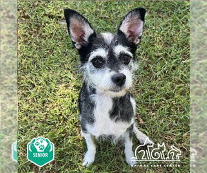 Toy Fox Terrier-Unknown Mix Dogs for adoption in Irvine, CA, USA