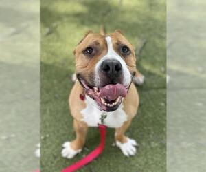 American Pit Bull Terrier-Staffordshire Bull Terrier Mix Dogs for adoption in Boston, MA, USA