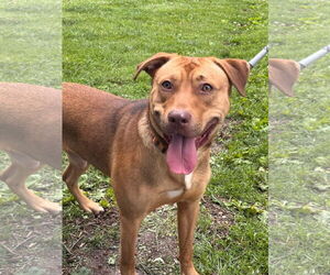 Mastiff-Unknown Mix Dogs for adoption in Rustburg, VA, USA