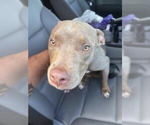 Mutt Dogs for adoption in Houston, TX, USA