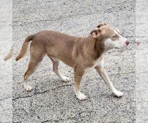 Siberian Husky-Unknown Mix Dogs for adoption in San Antonio, TX, USA