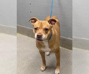 Mutt Dogs for adoption in Las Vegas, NV, USA