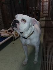 American Bulldog Dogs for adoption in Iroquois, IL, USA
