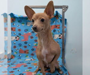 Chihuahua-Unknown Mix Dogs for adoption in Chico, CA, USA