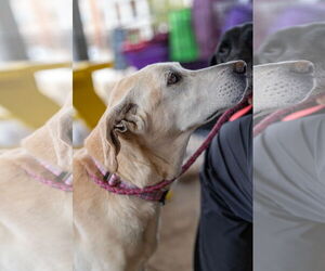 Labrador Retriever-Unknown Mix Dogs for adoption in Fort Worth, TX, USA