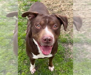 Medium Photo #2 Labrador Retriever-Staffordshire Bull Terrier Mix Puppy For Sale in Lee's Summit, MO, USA