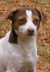 Jack-A-Bee Dogs for adoption in Greenville, SC, USA