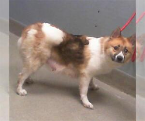 Siberian Husky-Unknown Mix Dogs for adoption in Las Vegas, NV, USA