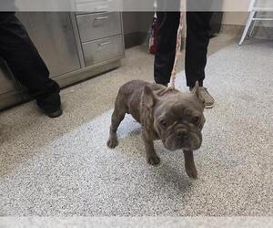 French Bulldog-Unknown Mix Dogs for adoption in Houston, TX, USA