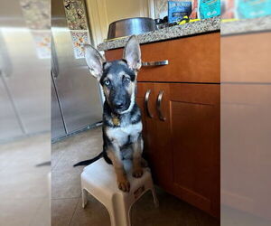 German Shepherd Dog Dogs for adoption in Cupertino, CA, USA