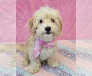 Cairn Terrier-Unknown Mix Dogs for adoption in Lakewood, CO, USA