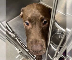 Labrador Retriever-Unknown Mix Dogs for adoption in Tavares, FL, USA