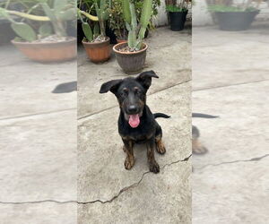 German Shepherd Dog-Pointer Mix Dogs for adoption in Dana Point, CA, USA