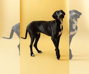 Great Dane Dogs for adoption in Buffalo, MN, USA