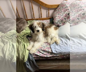 Tibetan Terrier Dogs for adoption in Oviedo, FL, USA