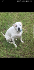 Medium Photo #1 American Bulldog-Labrador Retriever Mix Puppy For Sale in Brooksville, FL, USA