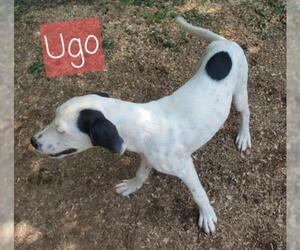 Pointer Dogs for adoption in Rutledge, TN, USA