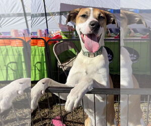 Mutt Dogs for adoption in Royal Palm Beach, FL, USA
