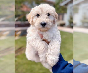 Labradoodle Dogs for adoption in Corona, CA, USA