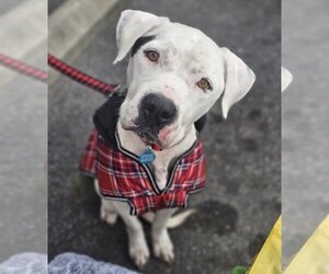 American Pit Bull Terrier-Unknown Mix Dogs for adoption in Brooklyn, NY, USA