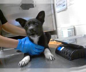 German Shepherd Dog-Unknown Mix Dogs for adoption in Fayetteville, NC, USA