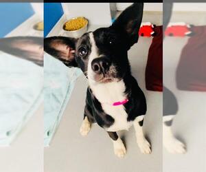 Doberman Pinscher Dogs for adoption in Visalia, CA, USA