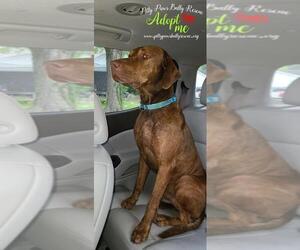 Vizsla Dogs for adoption in Victoria, TX, USA