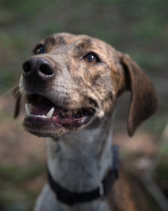English Coonhound Dogs for adoption in Nesbit, MS, USA