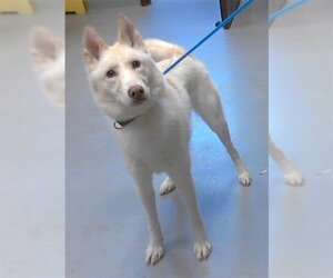 Siberian Husky Dogs for adoption in Fayetteville, NC, USA