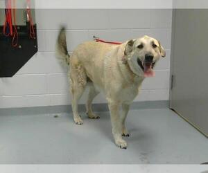 Anatolian Shepherd-Great Pyrenees Mix Dogs for adoption in St. Cloud, FL, USA