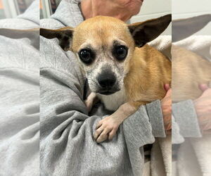 Chihuahua Dogs for adoption in Ellijay, GA, USA