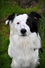 Border-Aussie Dogs for adoption in Milpitas, CA, USA