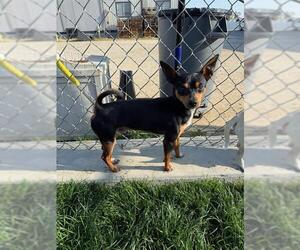 Chihuahua Dogs for adoption in Bakersfield, CA, USA