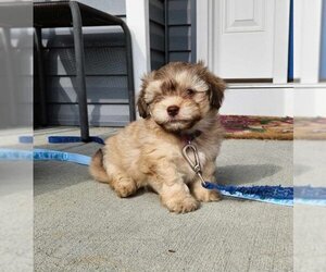 Medium Photo #4 ShiChi Puppy For Sale in Aurora, IN, USA