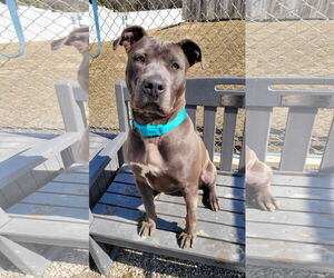 American Pit Bull Terrier-Unknown Mix Dogs for adoption in Rockaway, NJ, USA