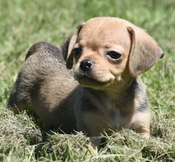Bagle Hound Dogs for adoption in Mechanicsburg, PA, USA