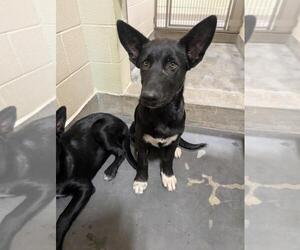 German Shepherd Dog-Unknown Mix Dogs for adoption in Upland, CA, USA