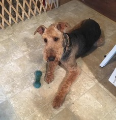 Airedale Terrier Dogs for adoption in Valparaiso, IN, USA