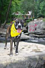 Boxer Dogs for adoption in Social Circle, GA, USA
